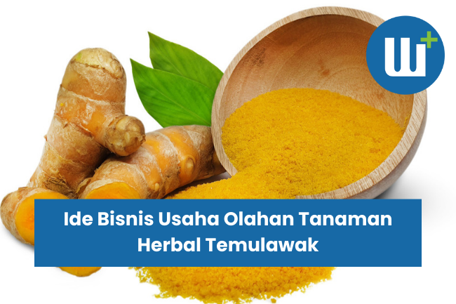 Ide Bisnis Usaha Olahan Tanaman Herbal Temulawak